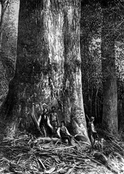 Giant eucalyptus, Australia