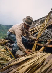 A Colombian Farmer Thatches His Roof with Sugarcane Leaves Near Pamira, Colombia
