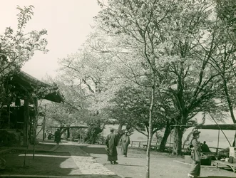 Cherry Blossoms in the Town of Otsu, Honshu Island, circa 1900 - 1915