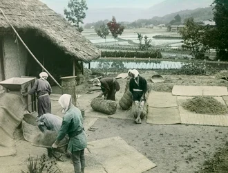 Peasants Winnowing Rice at the Edge of Rice Paddies in Japan, circa 1900 - 1915