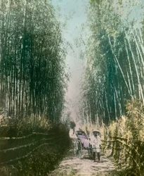 Young Woman in a Bamboo Shoot, circa 1900 - 1915