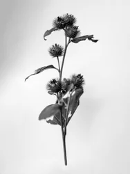 Amid the Flowers 23