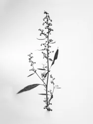 Amid the Flowers 24, 2021