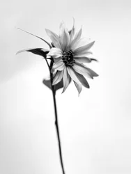Amid the Flowers 25