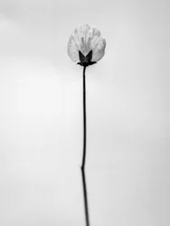 Amid the Flowers 26, 2021