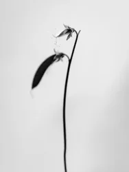 Amid the Flowers 27, 2021