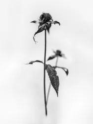Amid the Flowers 28, 2021