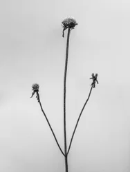 Amid the Flowers 2