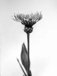 Amid the Flowers 38