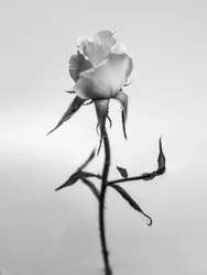 Amid the Flowers 40