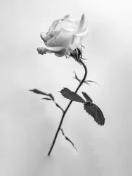 Amid the Flowers 41, 2021