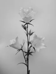 Amid the Flowers 43, 2021