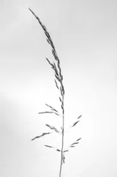 Amid the Flowers 45, 2021