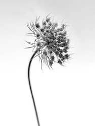 Amid the Flowers 52, 2021