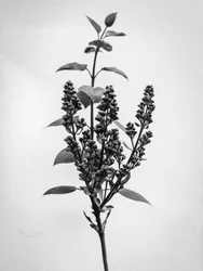Amid the Flowers 66