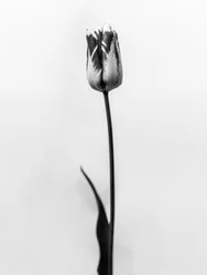 Amid the Flowers 70