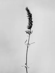 Amid the Flowers 74, 2021