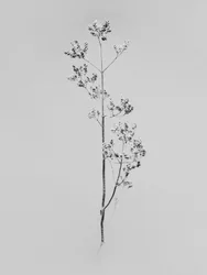 Amid the Flowers 76