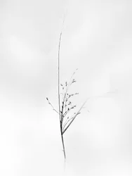 Amid the Flowers 79, 2021