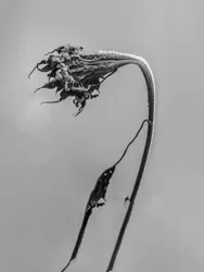 Amid the Flowers 9, 2021