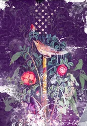 Pompeii Bird, 2014