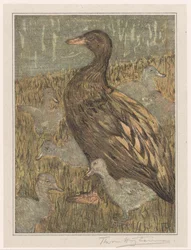 Duck with Ducklings by the Waterside