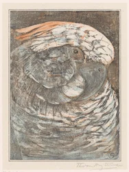 Head of a Parrot