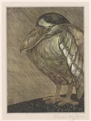Boat-Billed Heron in the Rain