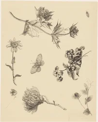 Flowers and Leaves