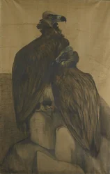 Two Arabian Vultures