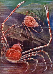 The Giant Crab of Japan