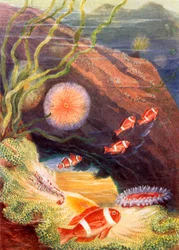 The Garden of the Sea