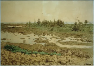 Rolling Stones, Water and Shrubs