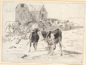 Hay harvest on Saltholm. Calves flock around wagons by the barn