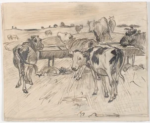 Calves at Gammelgård