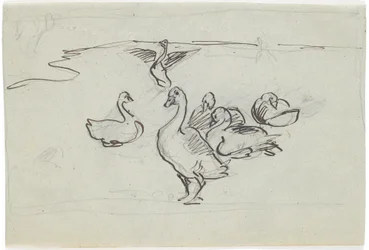 Study of Geese