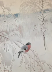 Bullfinch
