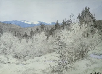 Far Far Away in the Forest