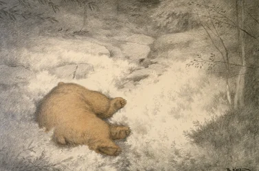 The Bear Sleeps in the Blueberry Heather