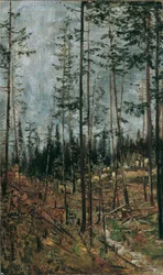 Forest Clearing near Gödöllö