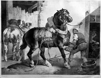 Fitting of a draught horse