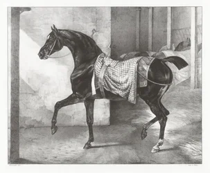 A Black Horse Tethered in a Stable