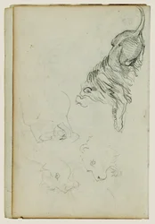 Four Lion Studies