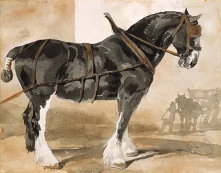 Harnessed black horse