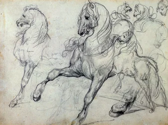 Horses