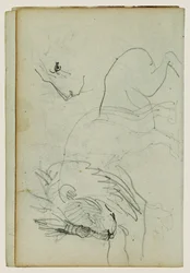 Lion Studies