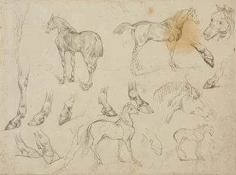 Sketches of a Horse
