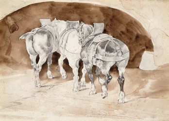 Three heavy horses in harness