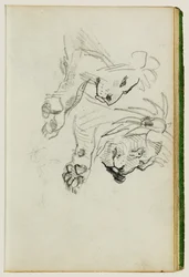 Two Lion Studies