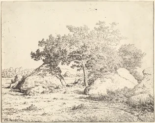 The Cherry Tree of the Plante a Biau